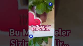 🔥MENEKŞE ÜRETİMİ BU YÖNTEMLE ÇOK KOLAY‼️menekşenasılçoğaltılır menekşebakımı africanviolets [upl. by Chema581]