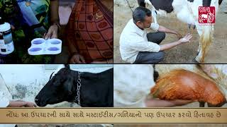 Ethnoveterinary formulation for Blood in MilkGujarati [upl. by Cyna930]