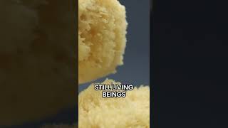 Unbelievable Facts Sea Sponges amp Seahorses [upl. by Bang]