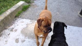 Dogge De Bordeaux VS Rottweiler [upl. by Windy244]