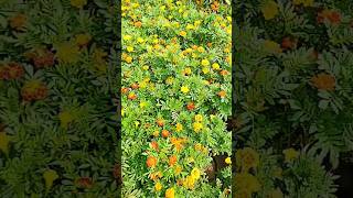 Tagetes patula the French marigold is a species of flowering plant in the family Asteraceaeshorts [upl. by Lig]