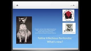 Feline Coronavirus and FIP What’s New  conference recording [upl. by Nnylyar]