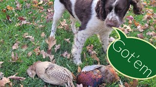 pheasant hunting with a springer spaniel [upl. by Illah]