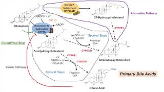 Bile Acid Synthesis  Classic and Alternative Pathways  Primary and Secondary Bile Acids [upl. by Colvert]