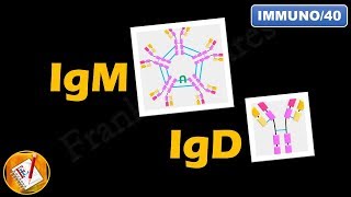 IgM IgD  Structure Properties and Functions FLImmuno40 [upl. by Drice554]