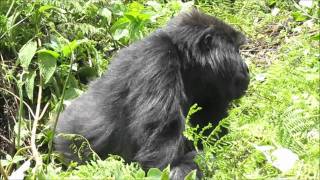 Gorilla tracking in Rwanda [upl. by Ehtylb]