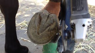 Trimming Horse Hooves for Hoof Health How to trim horse hooves horse hooftriming hoofcleaning [upl. by Honna]