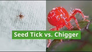 Differences Between Seed Ticks and Chiggers [upl. by Names]