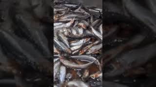 Cómo se hacen las sardinas🐟 enlatadas en las fábricas 🏭 [upl. by Elem342]