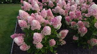 Hydrangea paniculata Living Little Blossom [upl. by Ynnob]