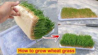 Growing Wheatgrass without Soil  The EASIEST Way to Grow Wheatgrass [upl. by Sivla634]