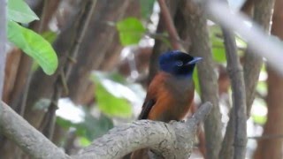 Redbellied Paradise Flycatcher and Hybrid [upl. by Hollinger606]