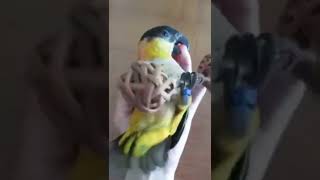 Black Headed Caique Parrot Playing shorts [upl. by Ransell]