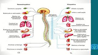 Fisiologia do sistema nervoso  parte 03 SNA simpático parassimpático [upl. by Wandy]
