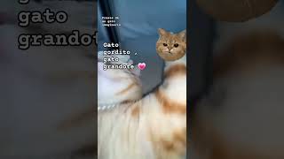 Frases de un gato imaginario Gato gordito humor anime [upl. by Jasisa]