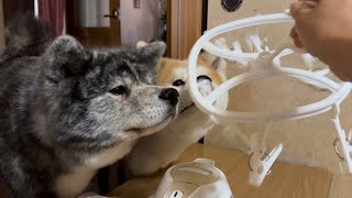 たいして良い物が出てこなかった事に落胆してふて寝する秋田犬こむぎ【Akitainu】akitainupata [upl. by Coughlin573]