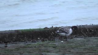 Wintervogels in Zeeland witbuikrotgans op de Brouwersdam [upl. by Kurtz]