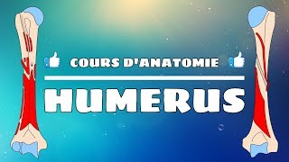 Anatomie du membre supérieur  Lhumérus [upl. by Joycelin]