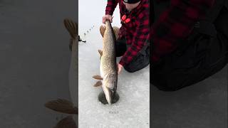 The truth about ice fishing 🐟 shorts ytshorts [upl. by Annayhs]