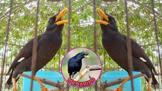 A common hill Myna bird singing Filipino Folk Song duet and talking in Taglish [upl. by Gena293]