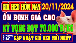 Giá heo hơi ngày 20112024  ỔN ĐỊNH GIÁ CAO KỲ VỌNG ĐẠT MỐC 70000 ĐỒNGKG [upl. by Nosittam]