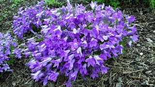 Best Perennials  Campanula Catharina Dalmatian Bellflower for raised beds rock walls amp pots [upl. by Nnyla715]