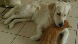 Chaton Maine Coon et chienne Golden Retriever [upl. by Beryl]