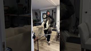 My husky is not happy with me ￼Husky DogVideos FunnyDogs [upl. by Glynias]