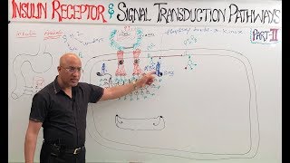 Insulin Receptors and Signal Transduction Pathways🩺 [upl. by Tsew]