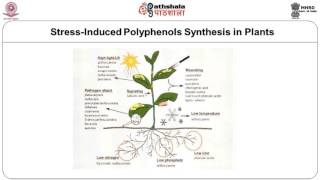 Phenolic Compounds –Flavonoids –flavones and flavonols [upl. by Lagiba834]