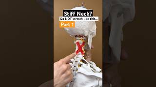 Part 1 of 2  How to stretch a stiff neck on thanksgiving physicaltherapy neckpainrelief [upl. by Sulokcin571]