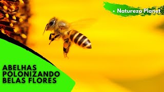 🐝 Abelhas polonizando Belas FLORES Lindas Imagens de Flores [upl. by Norling]