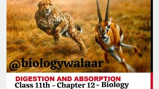 Class 11  Biology  Chapter 12  Lecture 3  Digestion and Absorption  Digestion in Amoeba [upl. by Arednaxela]