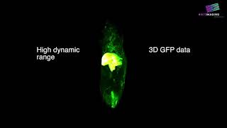 AdenoAssociated Virus Imaging [upl. by Doherty185]