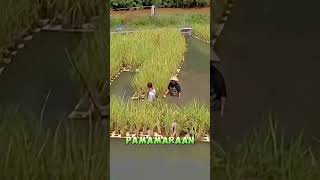 Floating Rice Field Sa China Kakaibang Pagtatanim Ng Palay shorts awesome shortvideo [upl. by Aray]