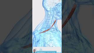 Visual Anatomy 3D  Facts about the Omohyoid muscle [upl. by Emlynne739]