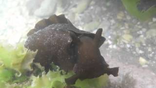 Sea hare Aplysia juliana — Pilot Bay Mt Maunganui New Zealand [upl. by Carlos99]