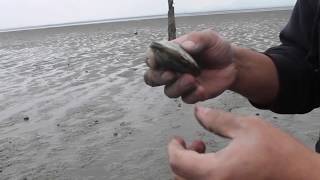 clamming in Washington State August 2018 [upl. by Holbrooke]