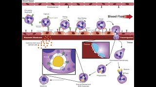 L39 Extravasation Diapedesis Understanding the Molecular Mechanisms Part 4 [upl. by Nnayllehs]