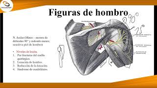 Resumen anatomía de hombro 12 región escapular [upl. by Olinad760]