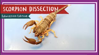 Scorpion Dissection  A Scorpion Under Every Stone EDU [upl. by Ebba]