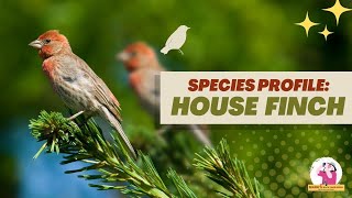 Species Profile House Finch [upl. by Leoni]