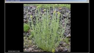 Tragopogon dubius  Yellow Salsify Pt 1 of 2 [upl. by Enneibaf403]