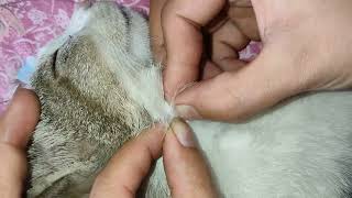 Cat Flea Solutions Tips for a Clean and FleaFree Home [upl. by Niki208]