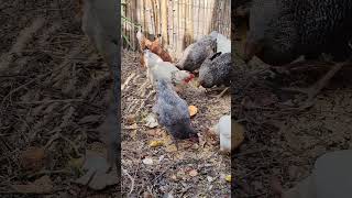 Feeding chickens whit Granaries fruit vegetables  Alimanti per Galline [upl. by Nyleuqcaj340]