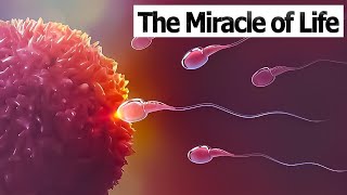 CONCEPTION TO FETUS  The Miracle of Life  Medical 3D Animation of ConceptionFertilization [upl. by Ellenej]