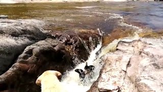 The moment a hero dog saved his friend from raging river rapids or did he just want [upl. by Sandi]