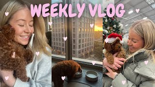 WEEKLY VLOG♡ OUR FIRST WEEK WITH A PUPPY CHLOEWHITTHREAD [upl. by Euqnom234]