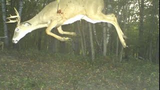 Craziest Trail Cam Pictures Ever Captured [upl. by Einobe]