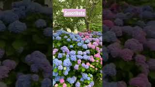 Hydrangea macrophylla [upl. by Ycart]